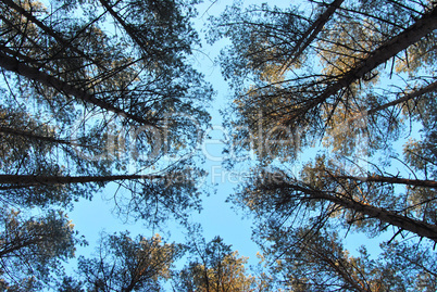 The tall trees in the pine forest against the blue sky