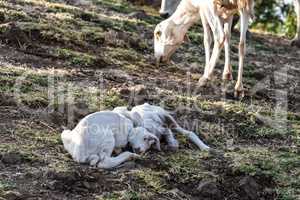 Goats in Ethiopia near the Blue Nile falls, Tis-Isat Falls in Ethiopia, Africa