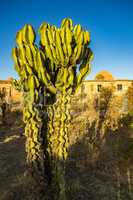 Candelabra Trees Euphorbia candelabrum near Wukro Cherkos in Ethiopia