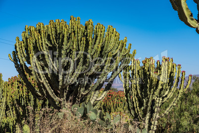 Candelabra Trees Euphorbia candelabrum near Wukro Cherkos in Ethiopia