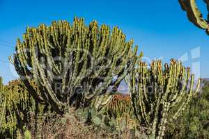 Candelabra Trees Euphorbia candelabrum near Wukro Cherkos in Ethiopia