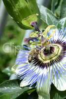 Biene auf Passionsblume