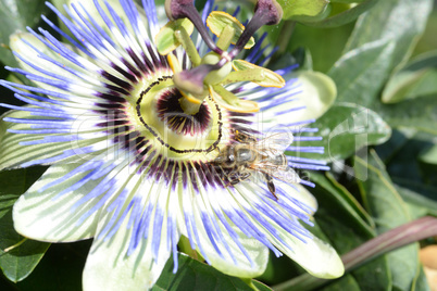 Biene auf Passionsblume