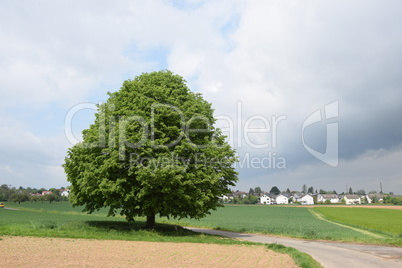 Baum bei Großostheim