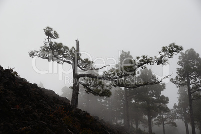 Nebel an der Vulkanroute auf La Palma