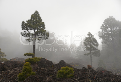 Nebel an der Vulkanroute auf La Palma