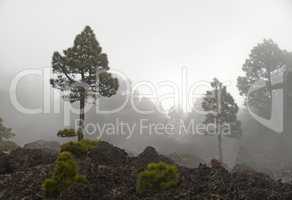 Nebel an der Vulkanroute auf La Palma