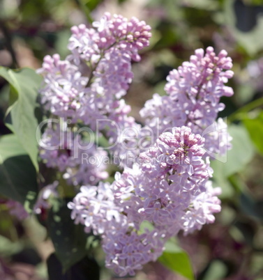 Lilac at Spring