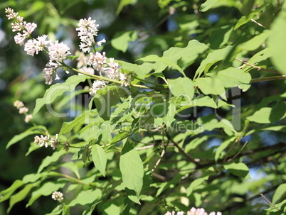 lilac at spring