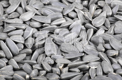 many of sunflower seeds