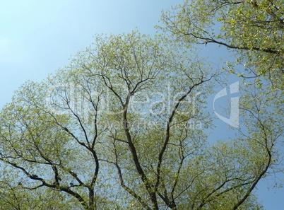 young leafs on tree at spring