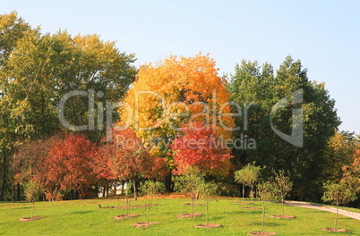 trees at autumn
