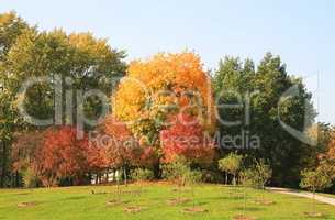 trees at autumn