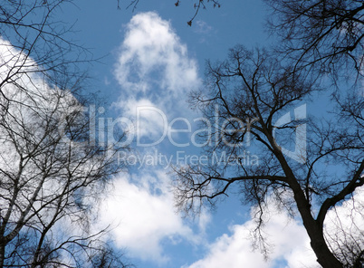 naked tree and sky