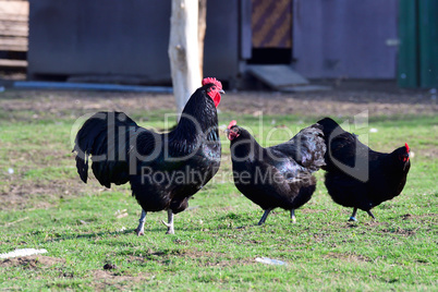 Australorp