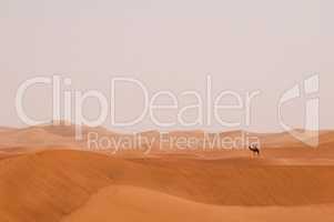 Einsames Dromedar in der Sahara Marokko