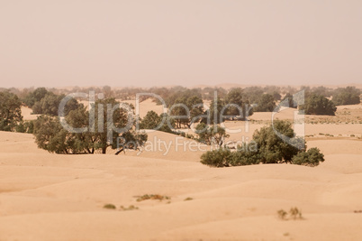 Wüstenlandschaft mit Bäumen in Marokko