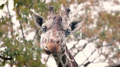 Portrait einer kauenden Giraffe