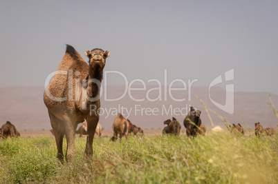 Dromedar-Herde in blühender Marokkanischer Wüstenlandschaft