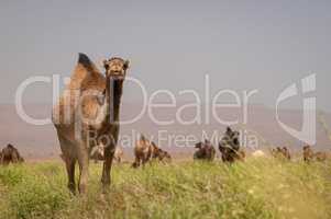 Dromedar-Herde in blühender Marokkanischer Wüstenlandschaft