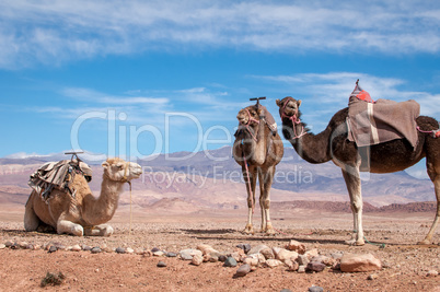 Gesattelte Dromedare vor Atlasgebirge in Marokko
