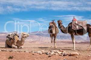 Gesattelte Dromedare vor Atlasgebirge in Marokko