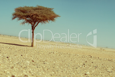 Einsamer Baum in Marokkanischer Wüste