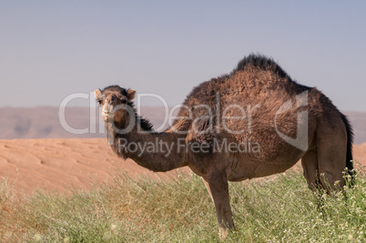 Wildes Dromedar in Wüstenlandschaft von Marokko
