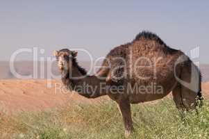 Wildes Dromedar in Wüstenlandschaft von Marokko