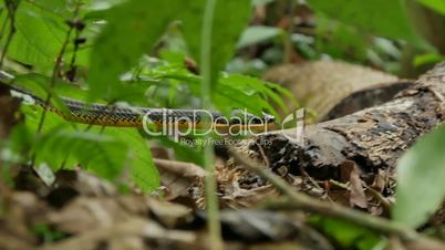 Schlange im Dschungel von Costa Rica