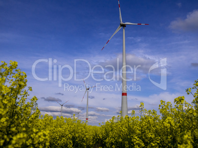 Gelbes Rapsfeld mit Windkrafträdern und blauem Himmel