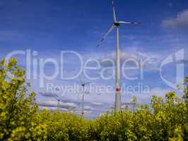 Gelbes Rapsfeld mit Windkrafträdern und blauem Himmel