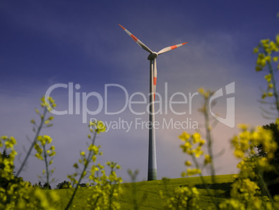 Rapsfeld mit Windkraftrad und blauem Himmel