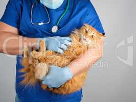 Doctor vet in blue uniform holding a fluffy red cat