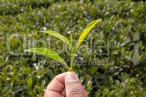 Hand hält Teepflanze