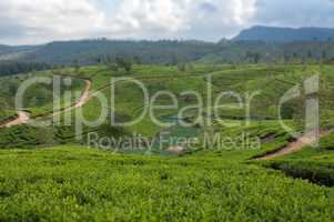 Teeplantage auf der Insel Sri Lanka