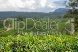 Teeplantage auf der Insel Sri Lanka