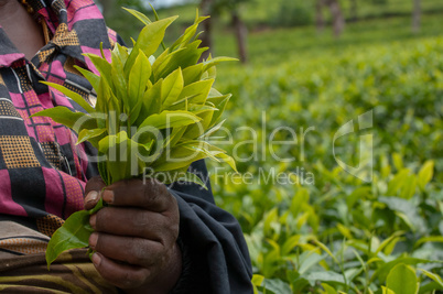Hand hält Teeblätter auf Teeplantage in Sri Lanka