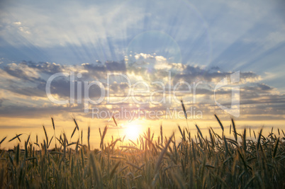 Getreidefeld im Sonnenuntergang