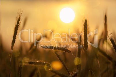 Getreidfeld im Sonnenaufgang