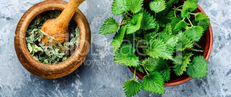 Bunch of common nettles