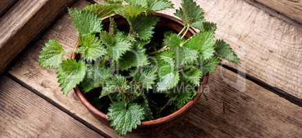 Bunch of common nettles