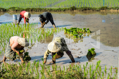 Local villagers working in a rice field in the Champasak valley, Laos