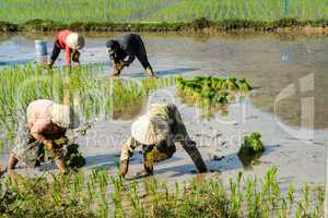 Local villagers working in a rice field in the Champasak valley, Laos