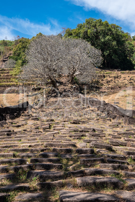 Plumeria flower trees at the ruins of the Vat Phou Khmer temple, Laos