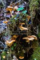 Mushrooms in Partnach Gorge in Garmisch-Partenkirchen, Bavaria, Germany