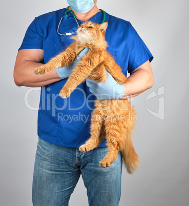 veterinarian doctor in blue uniform holding fluffy red cat in ha