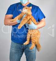 veterinarian doctor in blue uniform holding fluffy red cat in ha