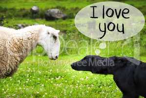 Dog Meets Sheep, Text I Love You