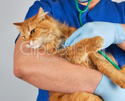 Veterinarian in blue uniform and sterile latex gloves holds and